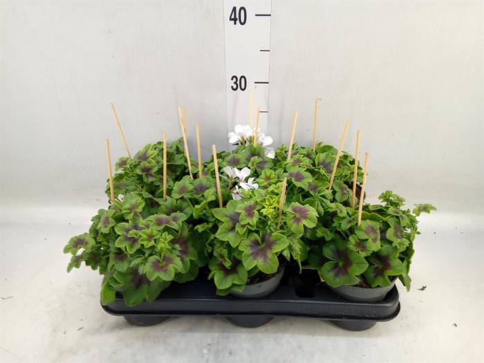 <h4>Pelargonium pelt. 'VilleDresden'</h4>