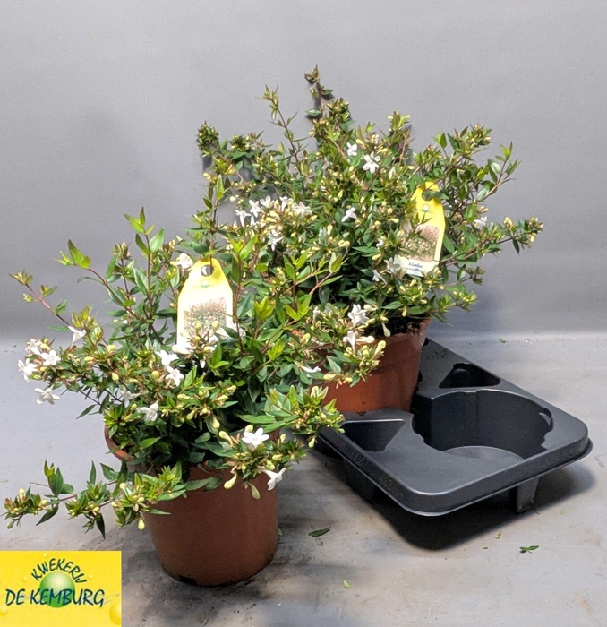 <h4>ABEL GRANDIFLORA</h4>