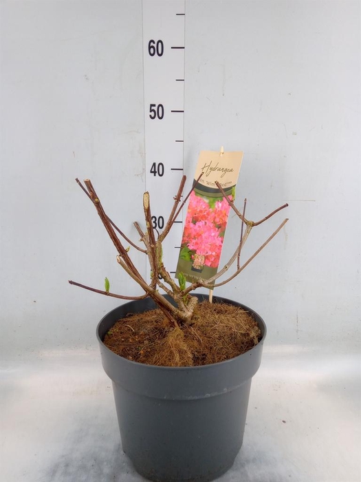 <h4>Hydrangea pan.</h4>