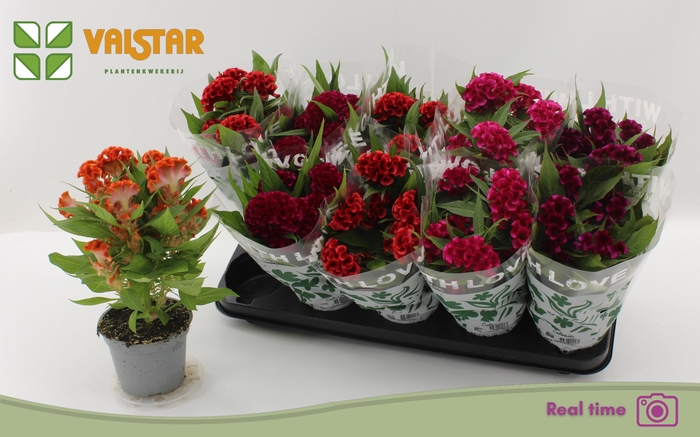 <h4>CEL CR TWIST GEM</h4>