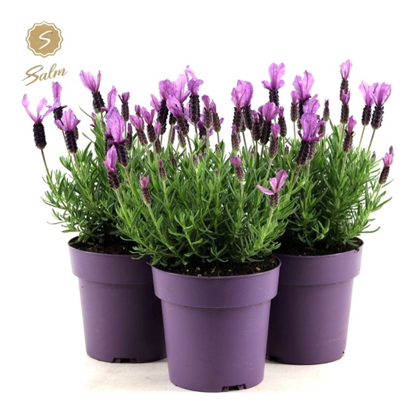 <h4>Lavandula st. 'Anouk Purple Breeze'® P15</h4>