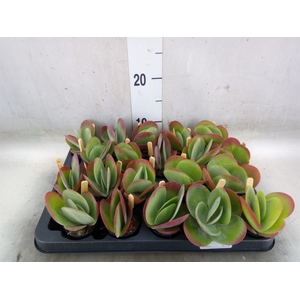 Kalanchoe NF thyrsiflora