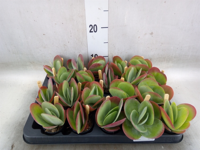 <h4>Kalanchoe NF thyrsiflora</h4>