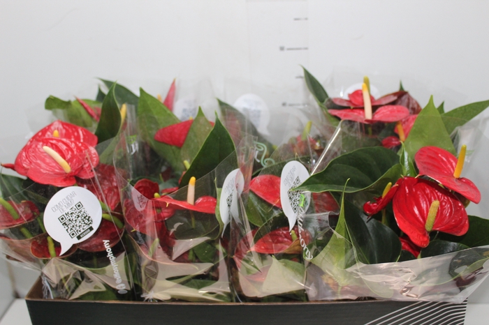 <h4>ANTHURIUM RED SUCCESS P15 PREMIUM</h4>