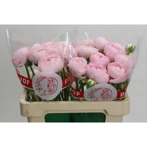 Ranunculus Clooney Lady