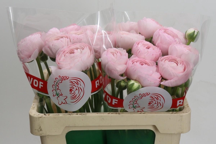 <h4>Ranunculus Clooney Lady</h4>