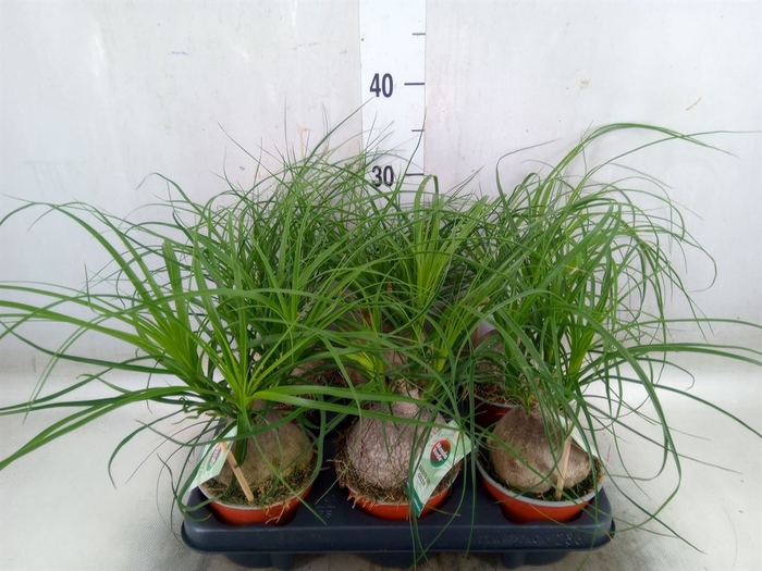 <h4>Beaucarnea recurvata</h4>