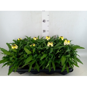 Erysimum  'Leya White'