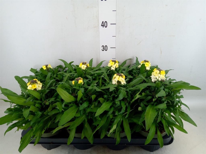 <h4>Erysimum  'Leya White'</h4>