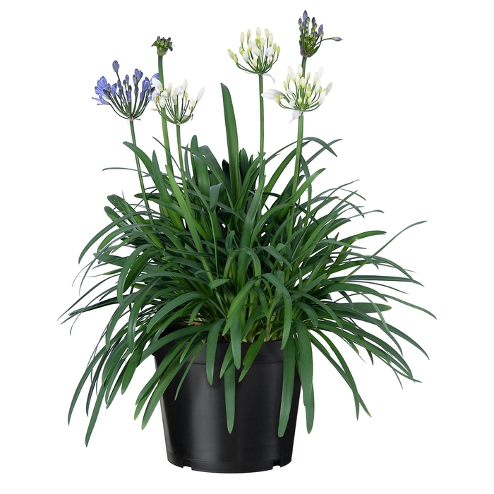 <h4>Nolina Agapanthus Ø 19 cm. Summer LoveTM Duo</h4>