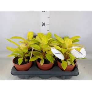 Philodendron   ...