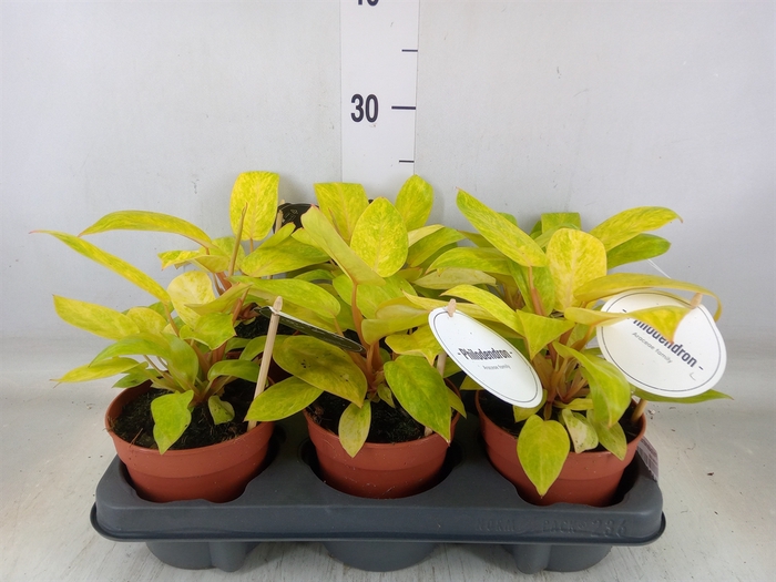 <h4>Philodendron   ...</h4>