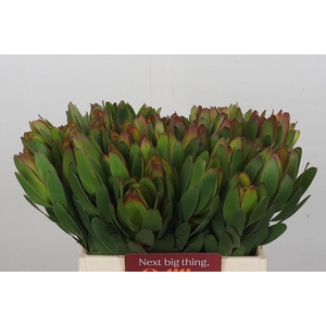 Leucadendron Goldstrike