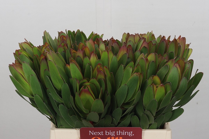 Leucadendron Goldstrike