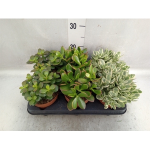 Crassula   ...mix