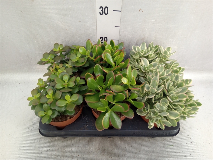 <h4>Crassula   ...mix</h4>