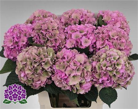 <h4>HYDR M ROY PALACE CL OLD PINK</h4>