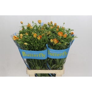 Ranunculus Butterfly Charis