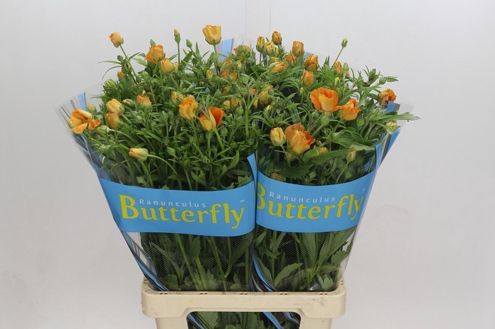 <h4>Ranunculus Butterfly Charis</h4>