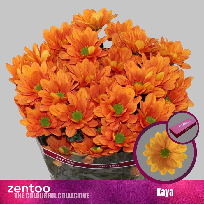 <h4>Chrysanthemum (Indicum Grp) grappe Kaya+</h4>