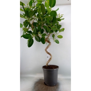 Ficus benghalensis 'Audrey'