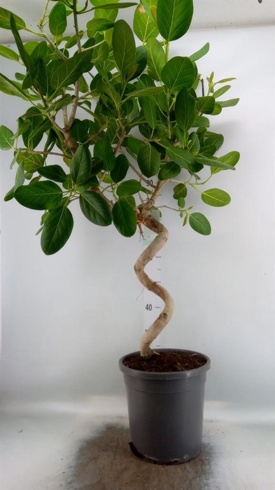 <h4>Ficus benghalensis 'Audrey'</h4>