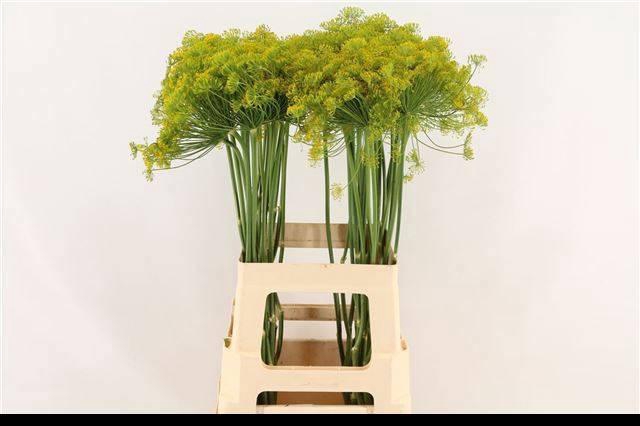 <h4>ANET GRAVEOLENS</h4>