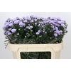 Aster Astee Milka