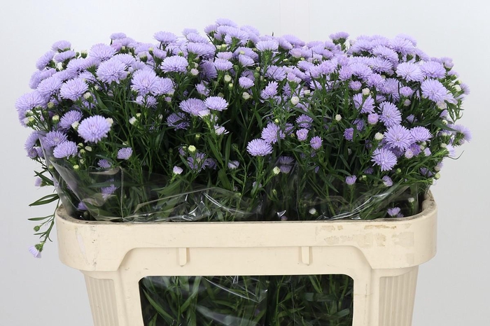 <h4>Aster Astee Milka</h4>
