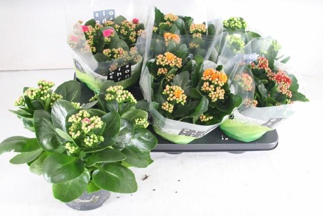 <h4>KAL GE GEM 5 KL</h4>