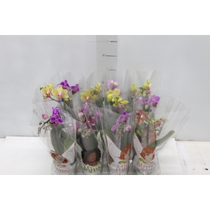 PHALAENOPSIS MINI P06