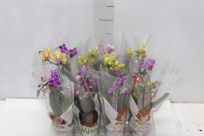 <h4>PHALAENOPSIS MINI P06</h4>