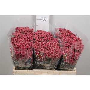 Chr S Mad Tyolo Cher