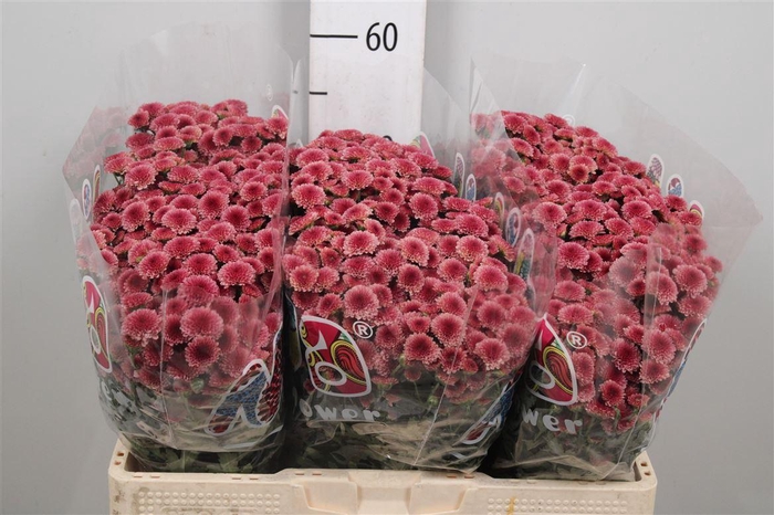 <h4>Chr S Mad Tyolo Cher</h4>