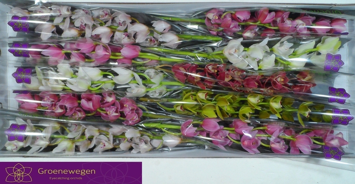 <h4>CYMB MI GEM</h4>