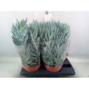 Curio ficoides 'Stelvio'