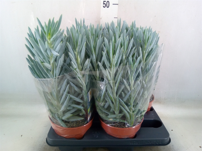 <h4>Curio ficoides 'Stelvio'</h4>
