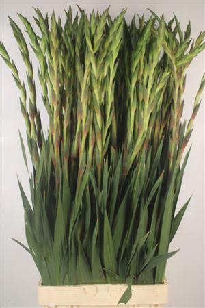 <h4>Glad Gr Chinon</h4>