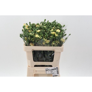 Di Solomio Flyfly It