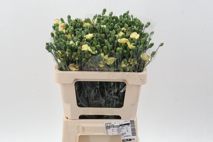 <h4>Di Solomio Flyfly It</h4>