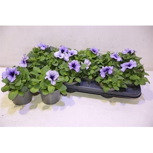 Petunia Blauw