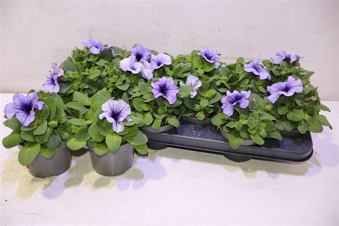 <h4>Petunia Blauw</h4>