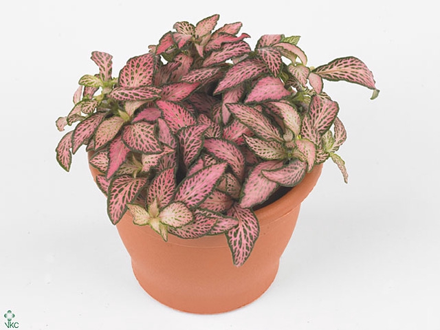 Fittonia  'Mosaic Zalm Forest Flam'