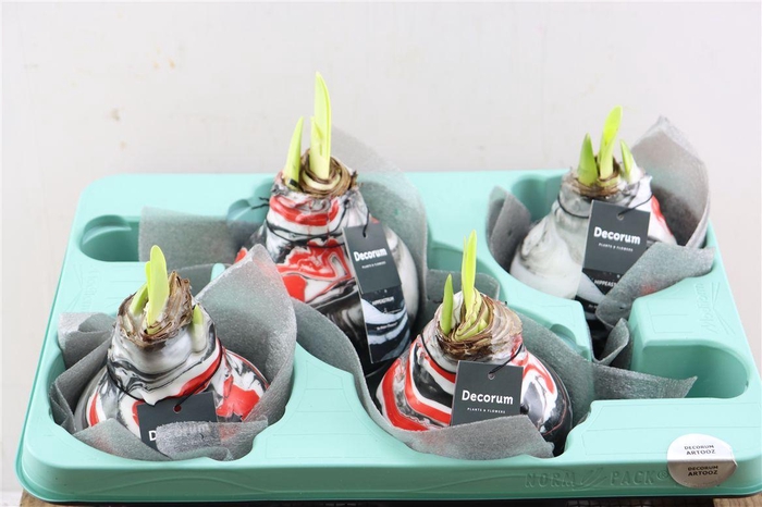 <h4>Wax Hipp Artooz Earth Red Xxl</h4>