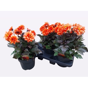 DAHL GARDEN D ORANGE