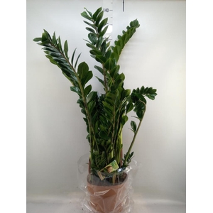 Zamioculcas zamiifolia