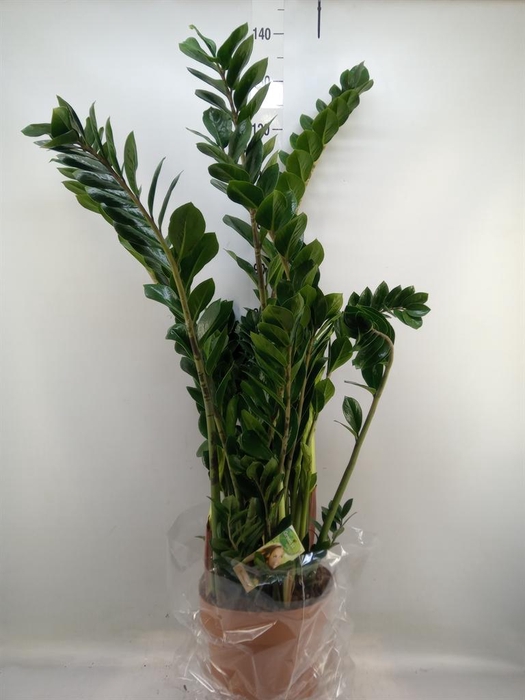 <h4>Zamioculcas zamiifolia</h4>