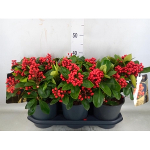 Skimmia jap. 'Obsession'