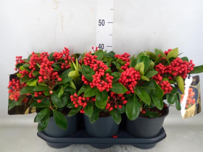 <h4>Skimmia jap. 'Obsession'</h4>