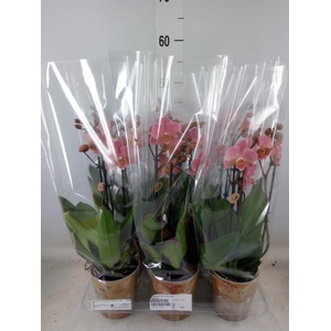 Phalaenopsis multi. 'Ant Treviso'